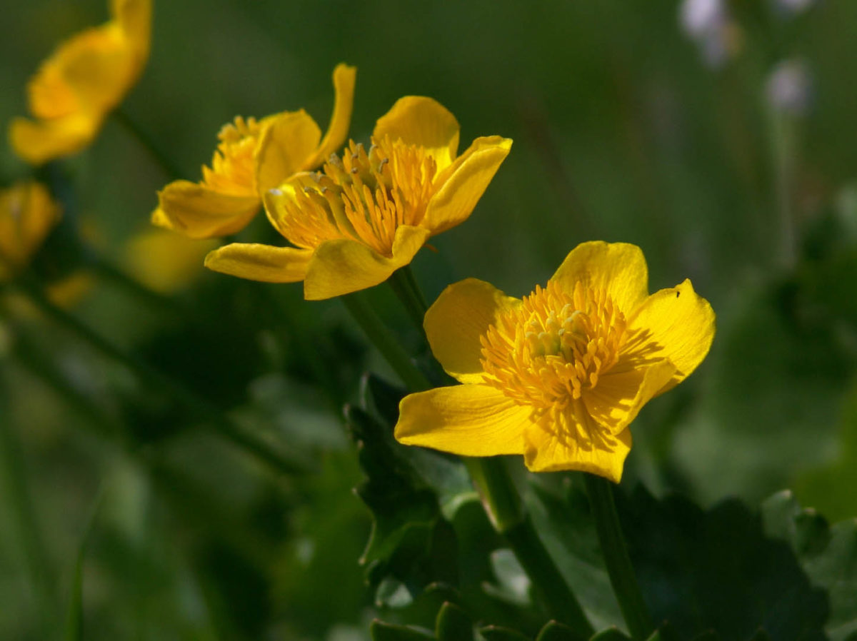 'Windmolentje van Ijburg' wint Pluk van de Pettefletprijs Noord-Holland