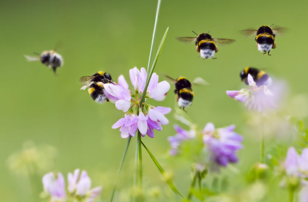 7 mythes over Europese Natuurherstelwet ontkracht