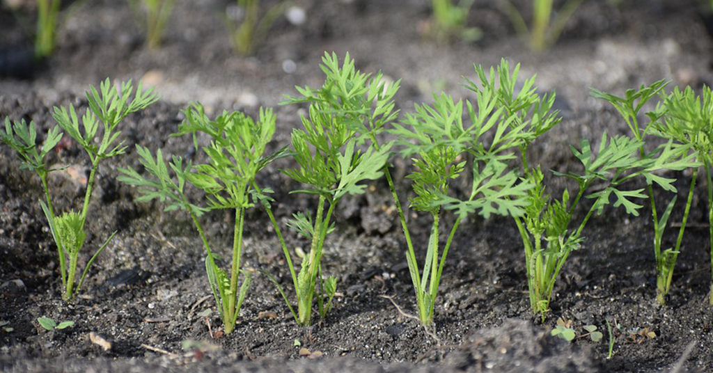 Jeugdinitiatief Groen!